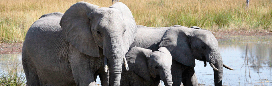 African Elephants