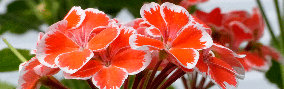 Geraniums in Bloom