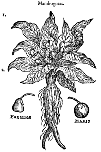 A 1583 Diagram of a Mandrake plant