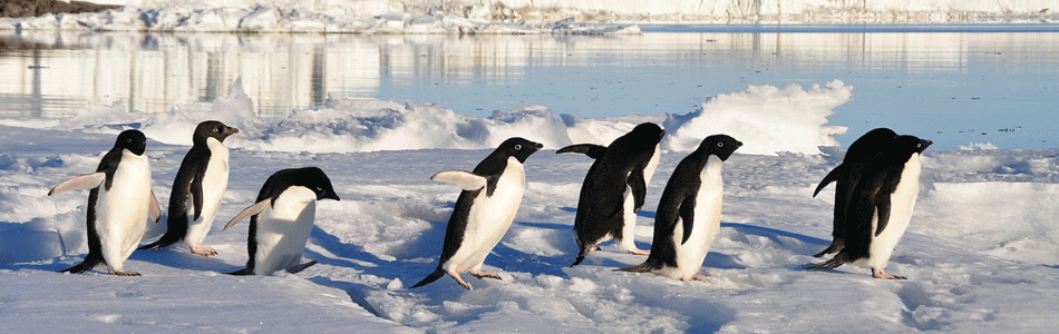 Penguins