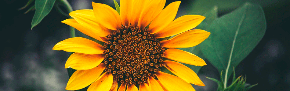 A Garden Sunflower